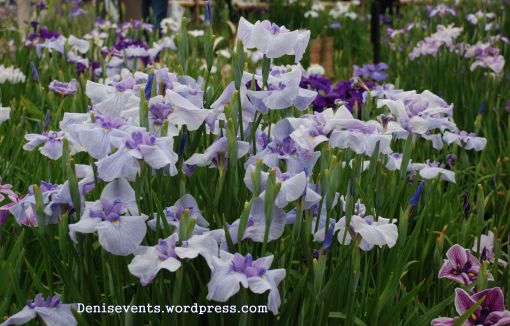 Field of Iris in Horikiri Shobuen Gardens