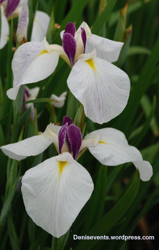Iris Violet Unique Horikiri Shobuen