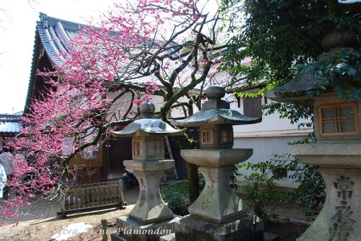 Stone lanterns at Kitano Tenmangu Shrine in Kyoto during Ume Festival